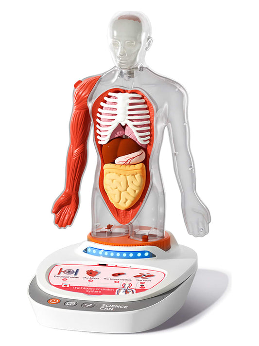 TOPBRIGHT Anatomy Model "Mein Körper" from 6 years Kids